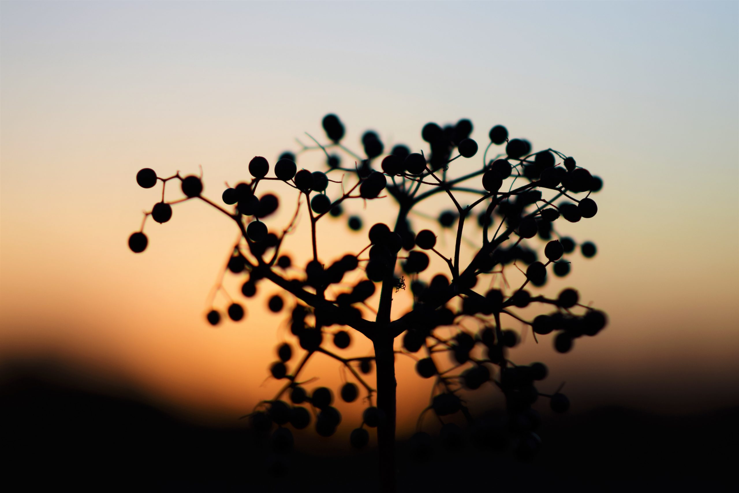 elderberry plant