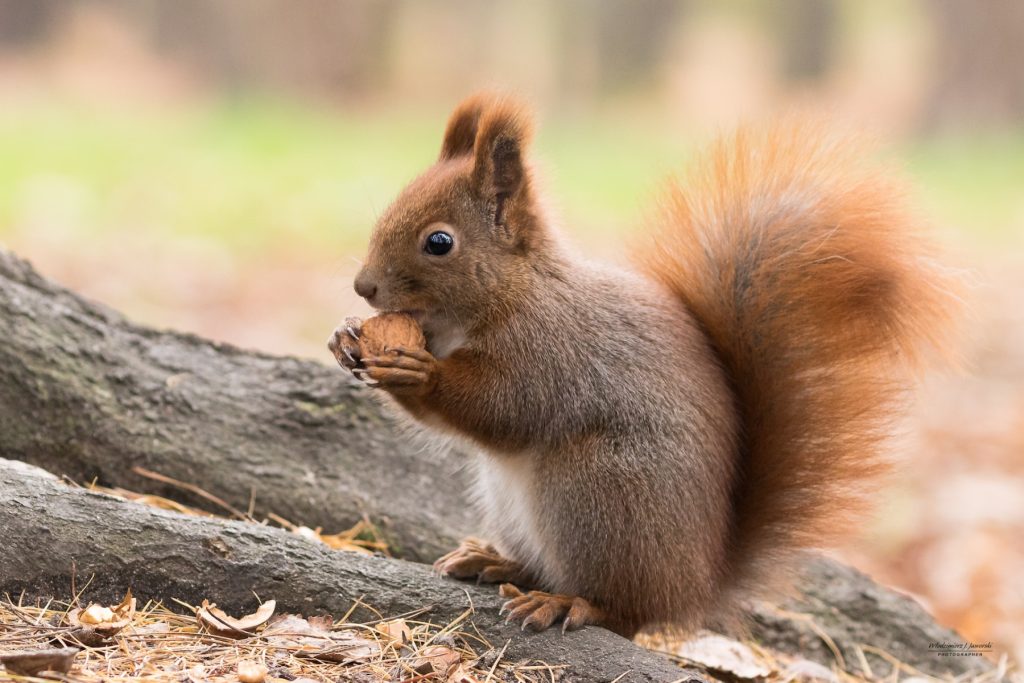In an article about Squirrel Awareness Month, a photograph of a squirrel