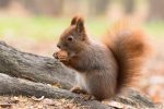 In an article about Squirrel Awareness Month, a photograph of a squirrel