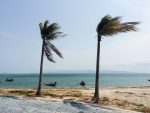 in an article about the effects of hurricane fiona on Puerto Rico, two trees caught in high wind