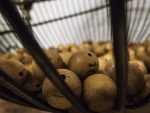 in an article about bingo sites, bingo cage with bingo balls inside