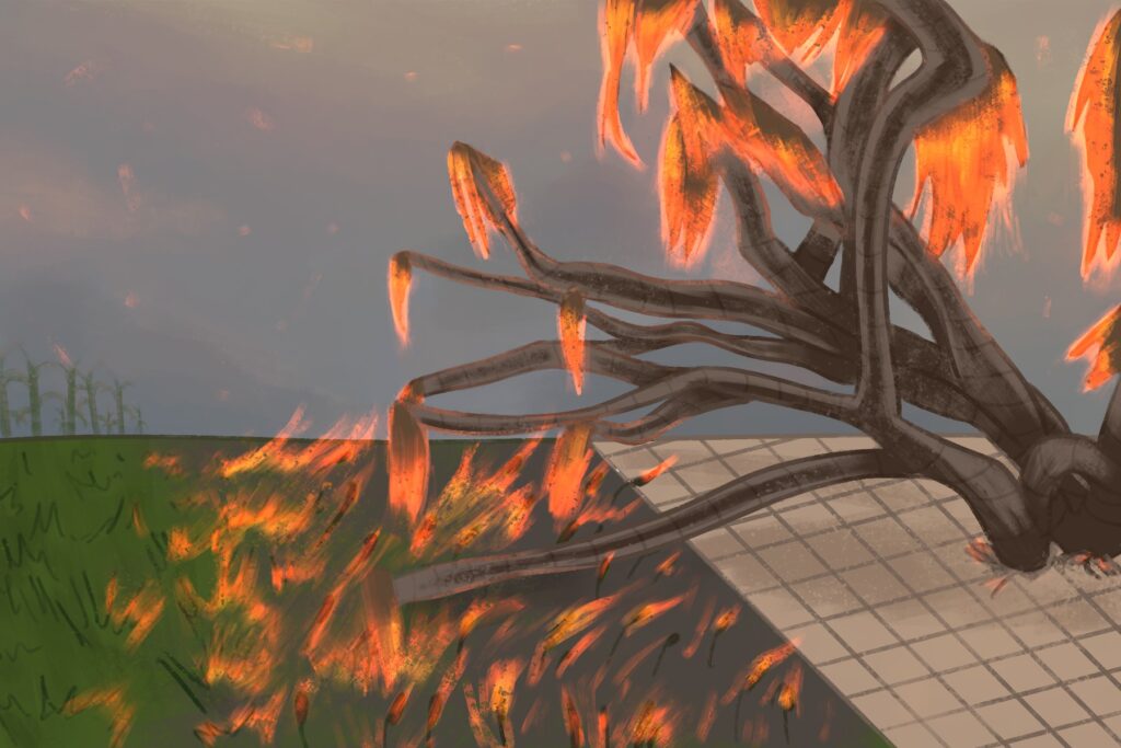 In an article discussing the tragic fires in Maui, a tree is on fire as its limbs drape over.