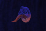 Against a dark blue sky background, an outline of a woman in blue and red colors sits with her knees to her chest as pills are see in her body.